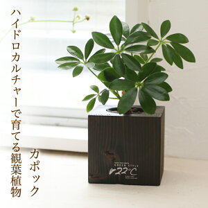 カポック 花 農業資材 ガーデニング用品の人気商品 通販 価格比較 価格 Com