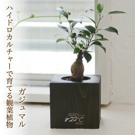楽天市場 ガジュマル ハイドロカルチャー 水の通販