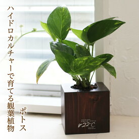 楽天市場 鉢花 種類 植物 ポトス 花 観葉植物 花 ガーデン Diy の通販