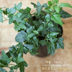 楽天市場 アイビー 苗 苗物 ガーデニング 農業 花 ガーデン Diyの通販