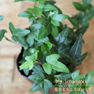 観葉植物 アイビー 苗の人気商品 通販 価格比較 価格 Com