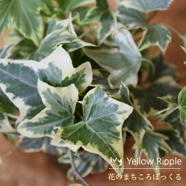 楽天市場 アイビー 花のまちころぼっくる