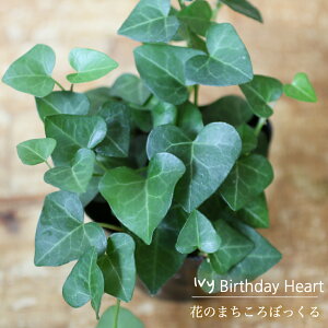 観葉植物 アイビー ヘデラ 苗の人気商品 通販 価格比較 価格 Com