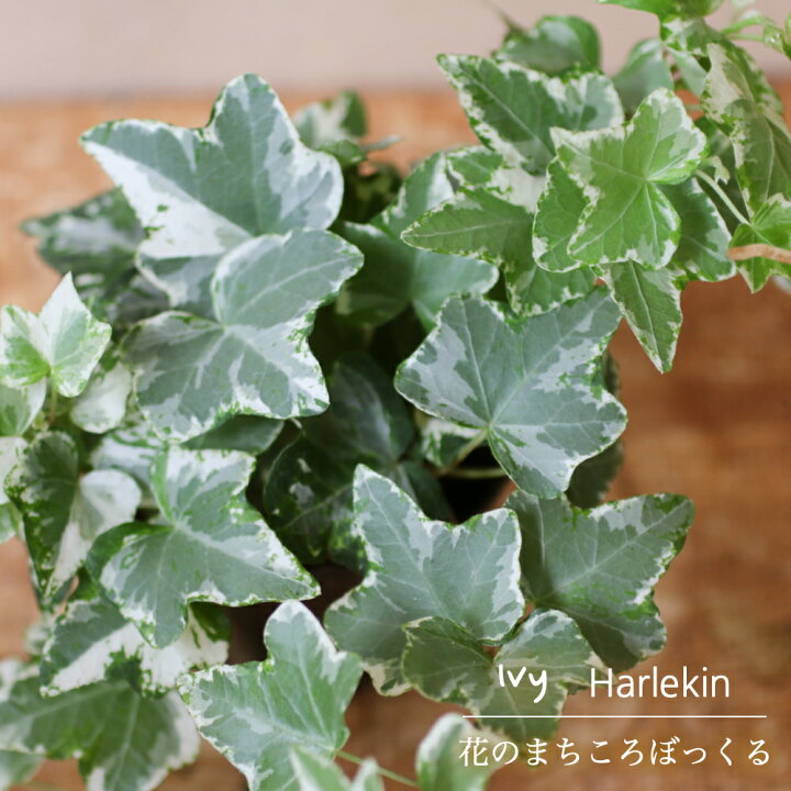 楽天市場 花のまちころぼっくる アイビー ヘデラ ハーレキン 3寸ポット苗 ガーデニング 庭づくり 風水効果 グリーンリース観葉植物 インテリア アレンジ 育てやすい 花のまちころぼっくる