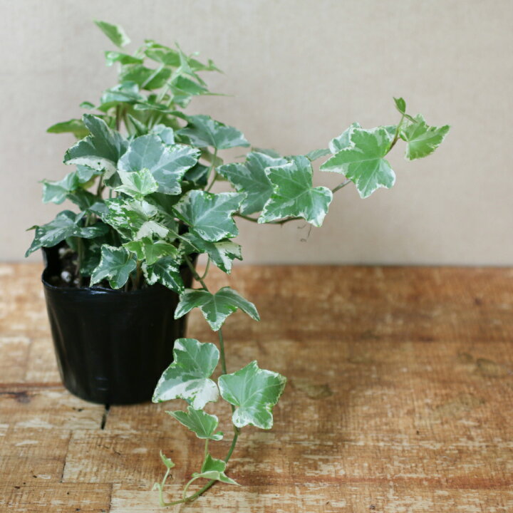 楽天市場 花のまちころぼっくる アイビー ヘデラ ハーレキン 3寸ポット苗 ガーデニング 庭づくり 風水効果 グリーンリース観葉植物 インテリア アレンジ 育てやすい 花のまちころぼっくる