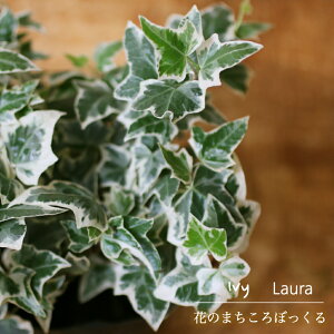 観葉植物 アイビー 苗の人気商品 通販 価格比較 価格 Com