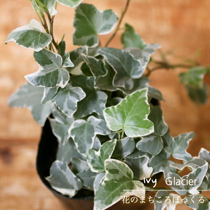 楽天市場 花のまちころぼっくる アイビー ヘデラ グレーシャー 3寸ポット苗 ガーデニング 庭づくり 風水効果 グリーンリース観葉植物 インテリア アレンジ 育てやすい 花のまちころぼっくる
