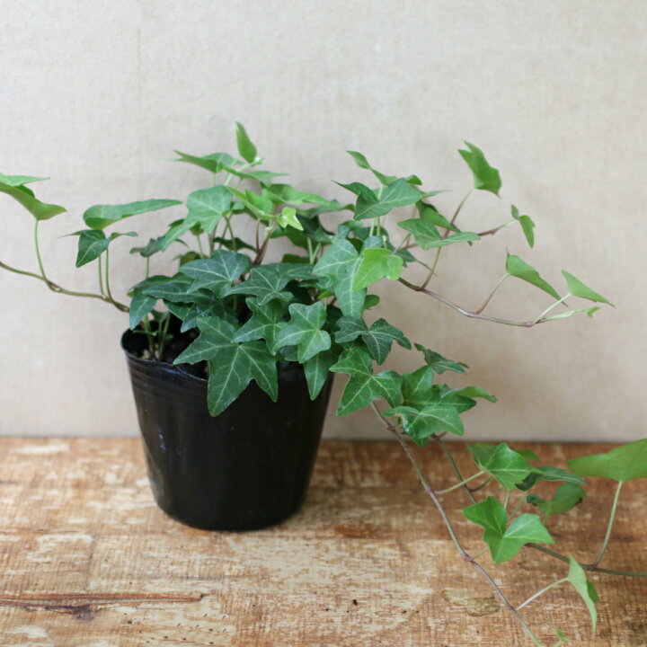 楽天市場 花のまちころぼっくる アイビー ヘデラ ピッツバーグ 3寸ポット苗 ガーデニング 庭づくり 風水効果 グリーンリース観葉植物 インテリア アレンジ 育てやすい 花のまちころぼっくる