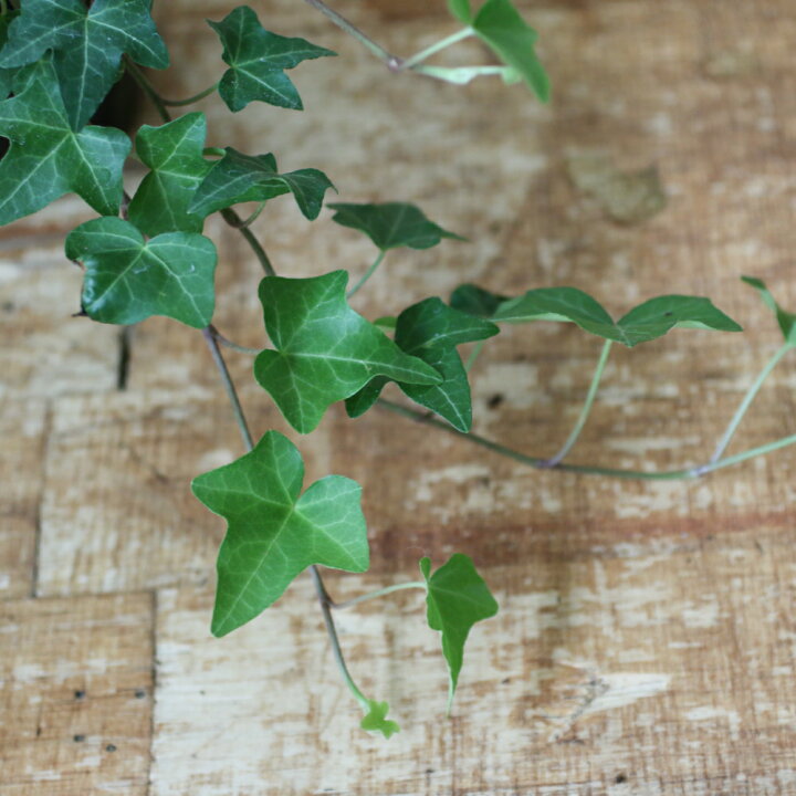 楽天市場 花のまちころぼっくる アイビー ヘデラ ピッツバーグ 3寸ポット苗 ガーデニング 庭づくり 風水効果 グリーンリース観葉植物 インテリア アレンジ 育てやすい 花のまちころぼっくる