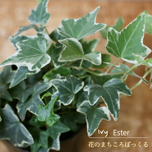 観葉植物 アイビー ヘデラ 苗の人気商品 通販 価格比較 価格 Com