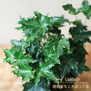 yǎȃACr[͂zACr[ iwfjo[X 3|bgc J~\E| ACr[̃v ̃ACr[K[fjO Â  O[[X ϗtA C