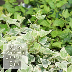 観葉植物 アイビー 苗の人気商品 通販 価格比較 価格 Com