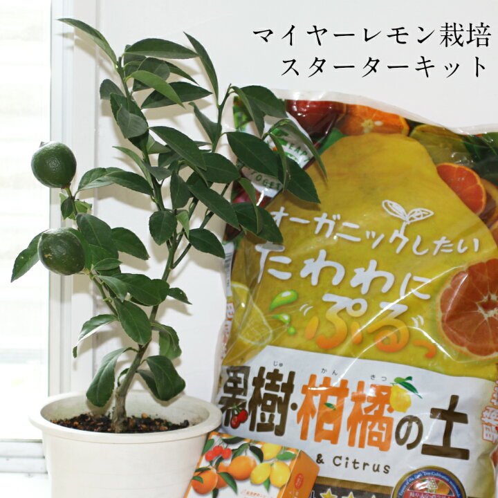 楽天市場 送料無料 スターターキット レモンの木 育てやすく甘みを感じるマイヤーレモン苗と土と肥料の三点セットおしゃれ果樹 インスタ映え おうち時間 花のまちころぼっくる