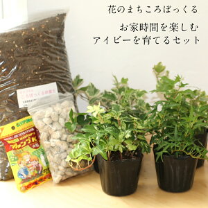 観葉植物 なし 土の人気商品 通販 価格比較 価格 Com