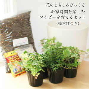 アイビー 寄せ植え 花 観葉植物の人気商品 通販 価格比較 価格 Com