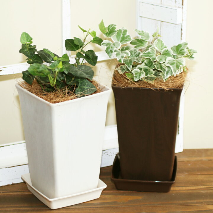 楽天市場 花のまちころぼっくる 選べるアイビーで運気アップ 風水効果 おしゃれ ギフト 観葉植物ヘデラ 受皿付き 選べる苗 インテリア 花のまちころぼっくる