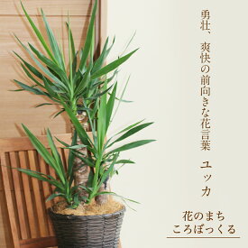 楽天市場 ユッカ 青年の木 風水の通販