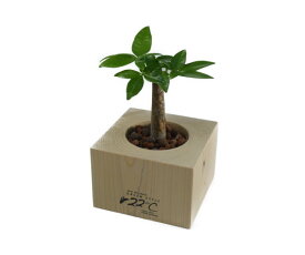 【木製花器セット パキラ 小】木製花器 観葉植物 パキラ