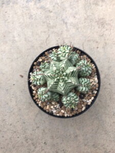 観葉植物 ユーフォルビア 多肉植物 農業資材 ガーデニング用品の人気商品 通販 価格比較 価格 Com 観葉植物 ユーフォルビア 多肉植物 農業資材 ガーデニング用品の人気商品 通販 価格比較 価格 Com