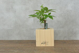 生花 パキラの人気商品 通販 価格比較 価格 Com 生花 パキラの人気商品 通販 価格比較 価格 Com
