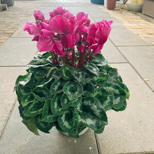 yVNz t F͂܂ 5 Ε NX}X Mtg v[g 蕨 v[g@t[Mtg j  t[ 戵t