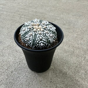 yAstrophytum AXgtBc~NEX[p[ijzǗ@t3 T{e A  A A i  CeA ϗtA O[ lC  v[g 