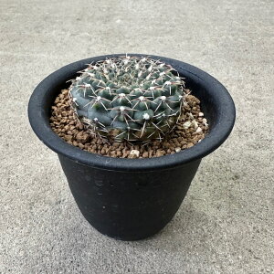 yCymnocalycium MmJLE ʁijzǗ@t3 T{e A  A A i  CeA ϗtA O[ lC  v[g Mtg 