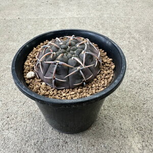yCymnocalycium MmJLE a(jzǗ@t3 T{e A  A A i  CeA ϗtA O[ lC  v[g Mtg 