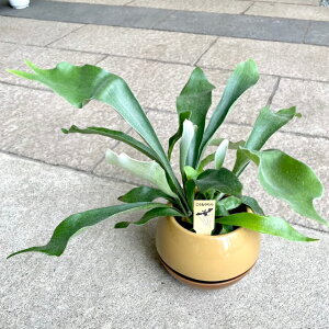 REirJNV_jϗtAO[CeA CeA  I A vňĂ₷ Vzj a 蕨 Mtg Mt