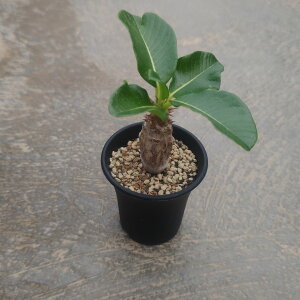 ypL|fBE EB][zǗ@t3 T{e A  A A i  CeA ϗtA O[ lC  v[g Mtg  V 