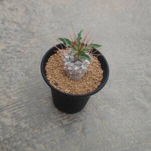 ypL|fBE zǗ@t3 T{e A  A A i  CeA ϗtA O[ lC  v[g Mtg  V z