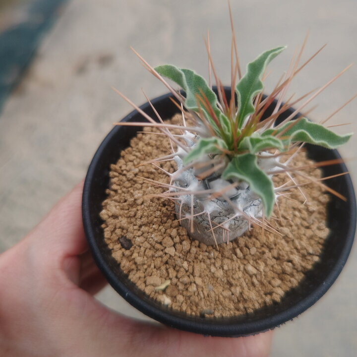 楽天市場】【パキポディウム 光堂】管理方法付き3号鉢 サボテン 多肉  