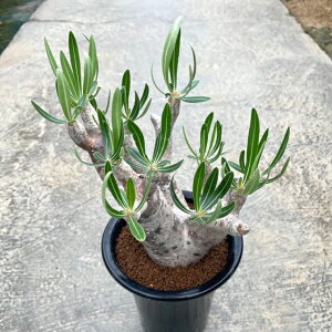 yPachypodium pL|W[@CmsiczǗ@t4.5 T{e A  A A i  CeA ϗtA O[ lC  v[g Mtg 