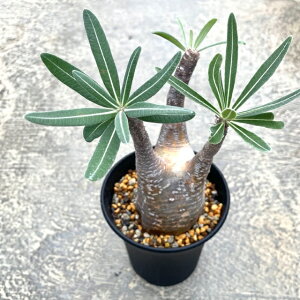 yPachypodium pL|W[@OLXzǗ@t4 T{e A  A A i  CeA ϗtA O[ lC  v[g Mtg 