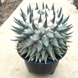 【Ariocarpus アリオカルパス　赤花牡丹（実）】管理方法付き8号鉢 サボテン 多肉植物 希少 珍奇植物 レア 珍品 珍しい インテリア 観葉植物 グリーン 人気 おうち時間 プレゼント ギフト おしゃれ