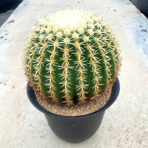 yEchinocactus v`ízǗ@t7 T{e A  A A i  CeA ϗtA O[ lC  v[g Mtg 