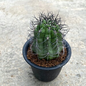 yEriosyceGIVP@ÍijzǗ@t3 T{e A  A A i  CeA ϗtA O[ lC  v[g Mtg 