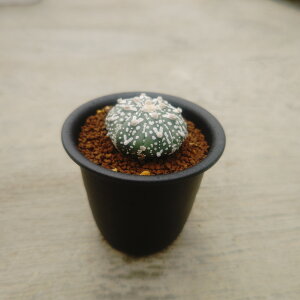 yAXgtBc X[p[ zǗ@t3.5 T{e A  A A i  CeA ϗtA O[ lC  v[g Mtg 