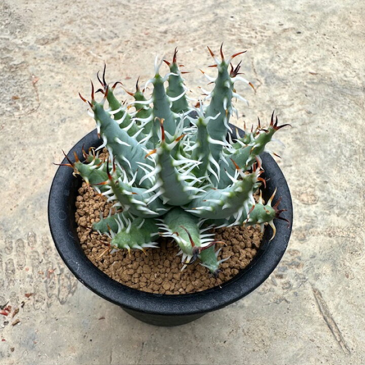 楽天市場】【Aloe アロエ エリナケア】管理方法付き3号鉢 サボテン 