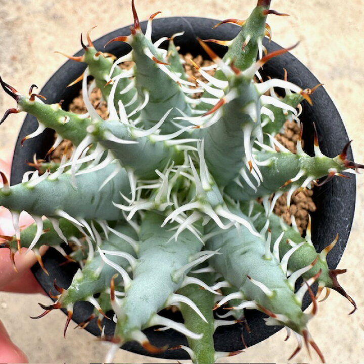 楽天市場】【Aloe アロエ エリナケア】管理方法付き3号鉢 サボテン 