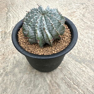 【Euphoria ユーホルビア 玉型ホリダ】管理方法付き3号鉢 サボテン 多肉植物 希少 珍奇植物 レア 珍品 珍しい インテリア 観葉植物 グリーン 人気 おうち時間 プレゼント ギフト おしゃれ 新生