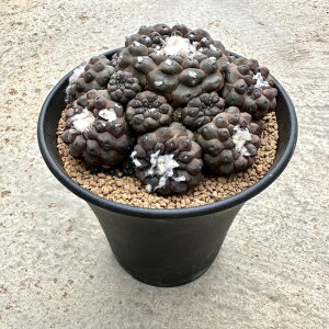 【Copiapoa コピアポア ピポガエア】管理方法付き3号鉢 サボテン 多肉植物 希少 珍奇植物 レア 珍品 珍しい インテリア 観葉植物 グリーン 人気 おうち時間 プレゼント ギフト おしゃれ 新生活