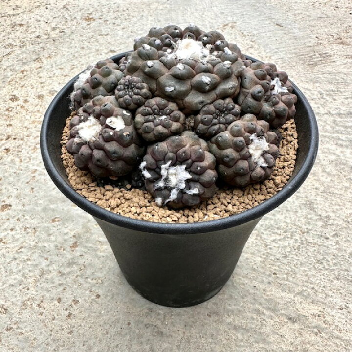 楽天市場】【Copiapoa コピアポア ピポガエア】管理方法付き3号鉢 