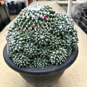 yMammillaria }~A GTzǗ@t6 T{e A  A A i  CeA ϗtA O[ lC  v[g Mtg  V