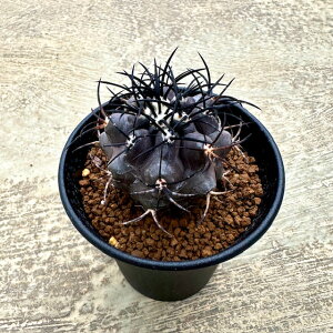 yCopiapoa SsA|A OZIrIZAijzǗ@t3 T{e A  A A i  CeA ϗtA O[ lC  v[g Mtg 