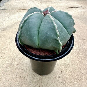 yAstrophytum AXgtBc Tb{[ijzǗ@t4.5 T{e A  A A i  CeA ϗtA O[ lC  v[g M