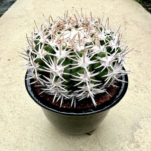 yGimnocalycium MmJLE tFVI[ijzǗ@t5 T{e A  A A i  CeA ϗtA O[ lC  v[g M