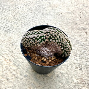 yMammillaria }~A wieV[ijzǗ@t2.5 T{e A  A A i  CeA ϗtA O[ lC  v[g Mtg 