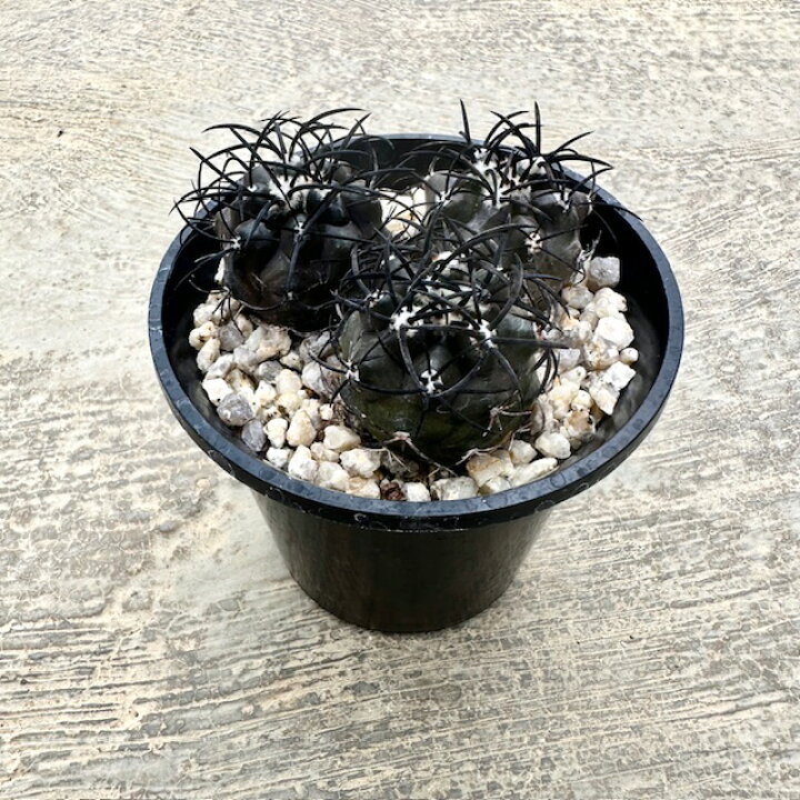 楽天市場】【Copiapoa ゴピアポア グリセオビオラセア（実）】管理方法 