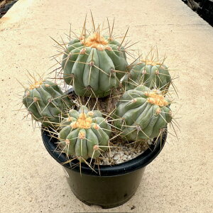 yCopiapoa SsA|A MKeBAzǗ@t4.5 T{e A  A A i  CeA ϗtA O[ lC  v[g Mtg  V